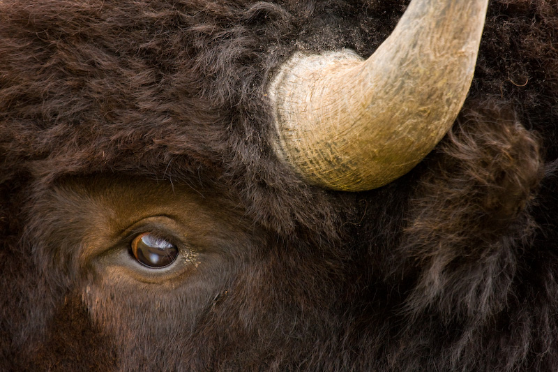 Bison Head Detail